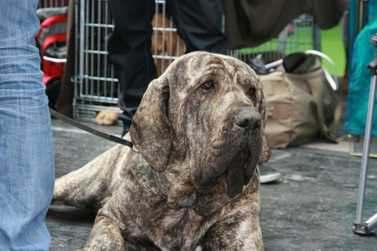 Fila brasileiro.