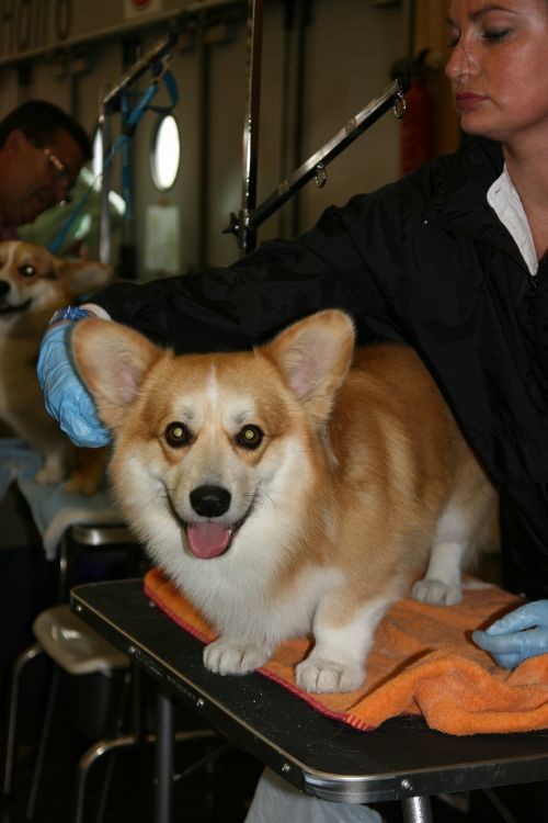 Welsh corgi pembroke