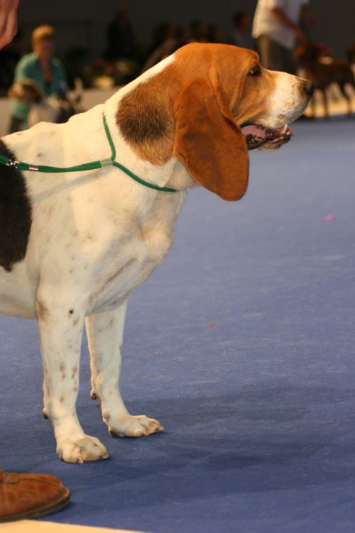 Harrier lub Beagle Harrier