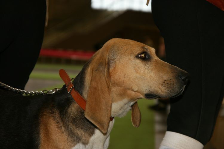chien d`artois