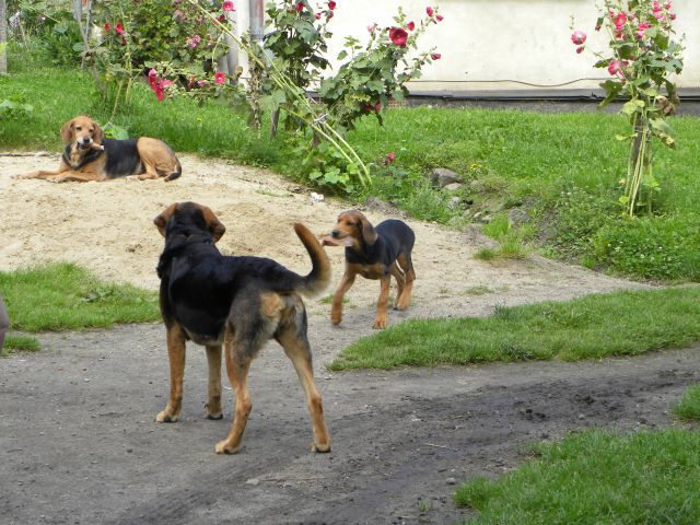 Axana z dwoma synami z różnych miotów