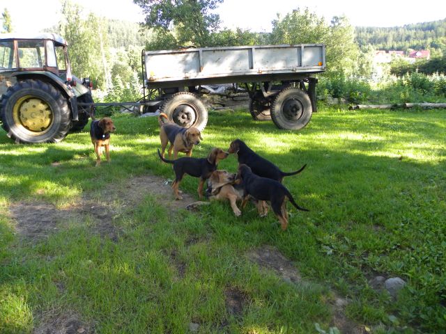 Aksana i przedstawiciele trzech miotów. Taka grupa hodowlana na klubówce miałaby szanse.