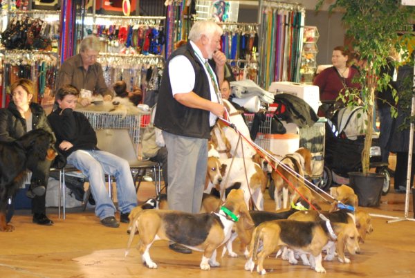 basset artesien normand -