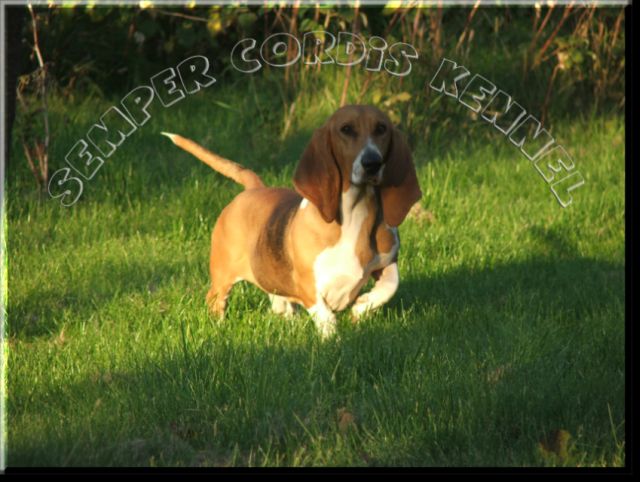 basset artesien normand
