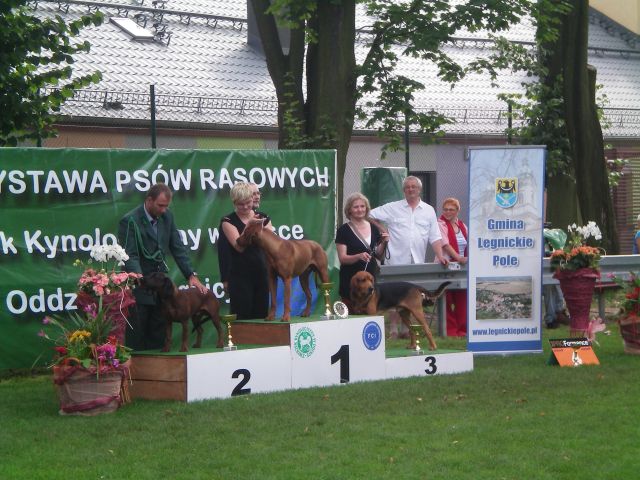 Ten rhodesian został później zwycięzcą w konkursie best in show