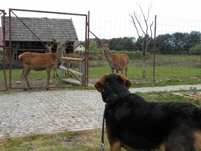to są łakome