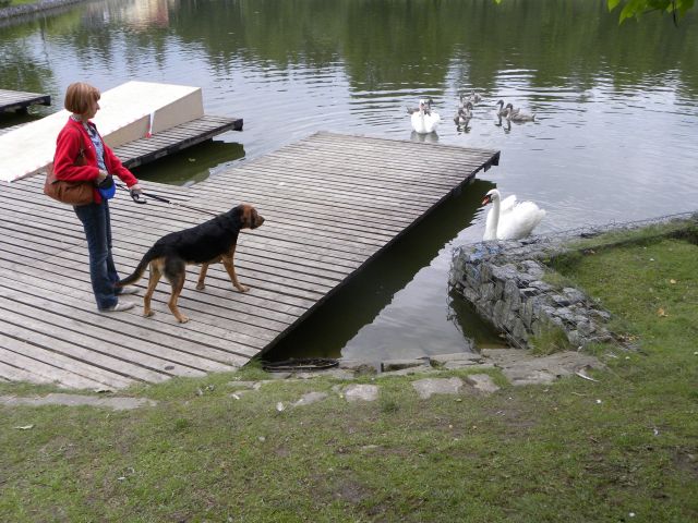 Ale jelenie to nic. Gorsze były te duże gęsi. głupie jakieś.