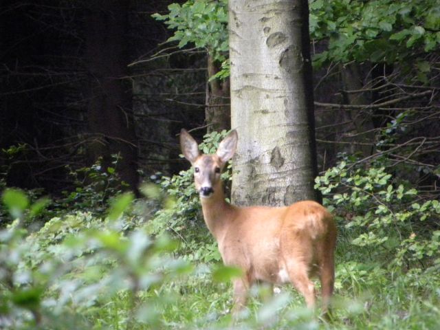 Albo jego mamą. Ale też nie wolno. Podobno jakiś park i w dodatku narodowy