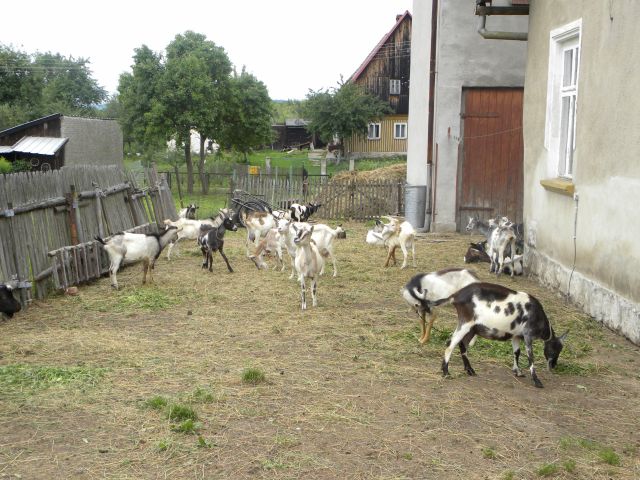 Ostatnio ktoś z wioski chwalił mi się nabyciem podręcznej kosiarki w postaci kozy. A cały zespół żniwny to nie łaska.