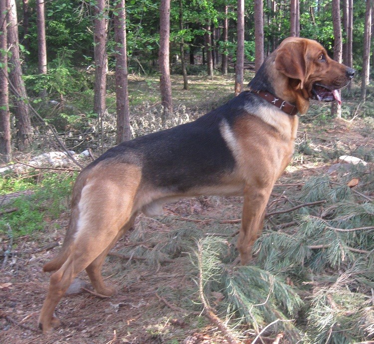 WIERNY - czerwiec 2011.jpg