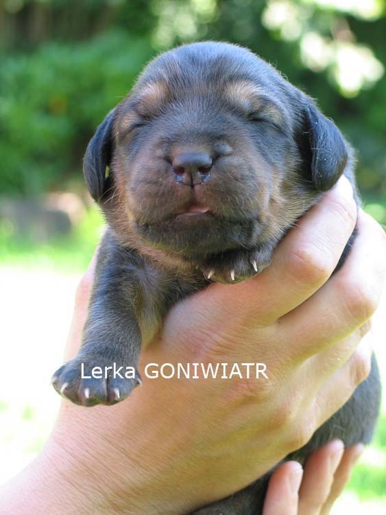 L-Goniwiatr18.08.11.225_2600.jpg
