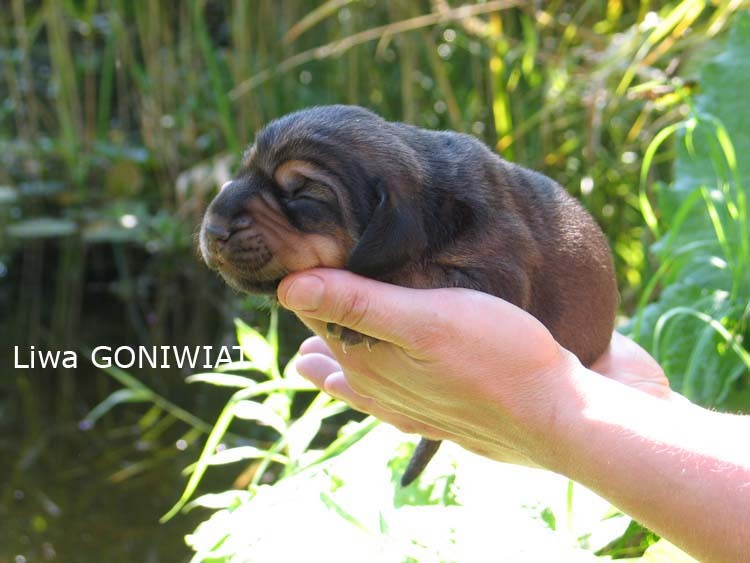 L-Goniwiatr18.08.11.226_2612.jpg