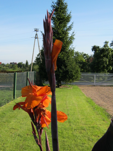 KWIATKI 010.jpg