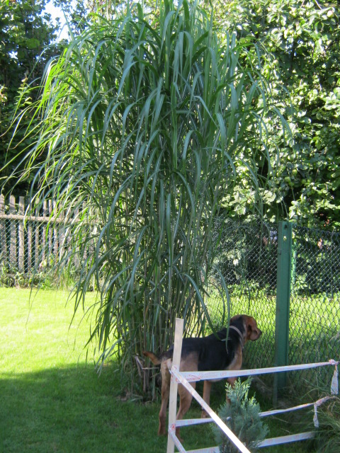 KWIATKI 016.jpg