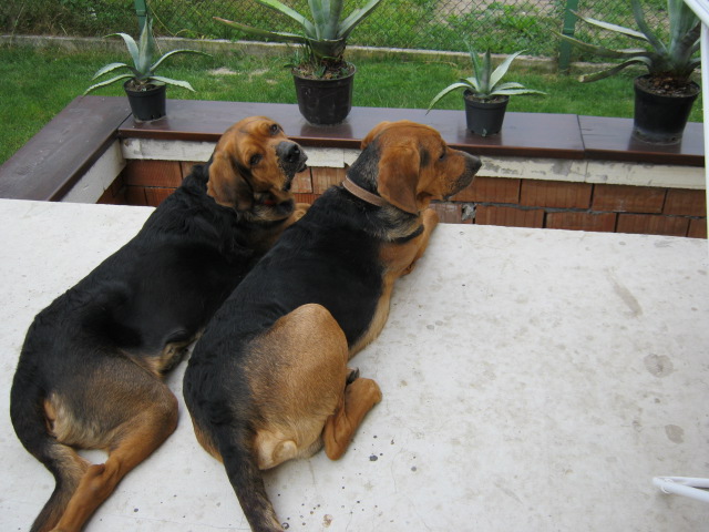 PSIAKI 2011 045.jpg