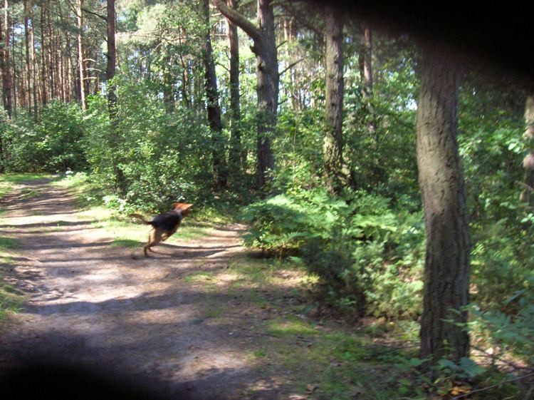 Czata