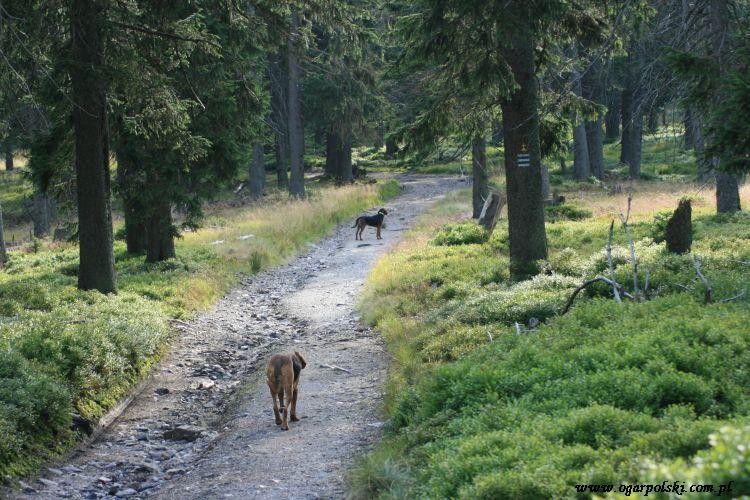 dopiero teraz teraz gdy nie słyszy nikt