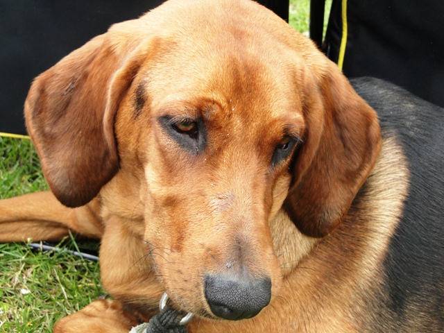 Kopia Inna portret głowa sierpień 2011.JPG