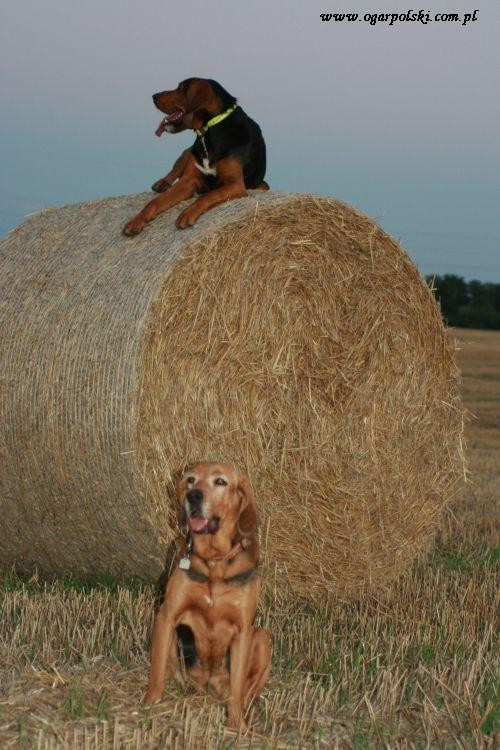 Ja oszczędzam swój bark.