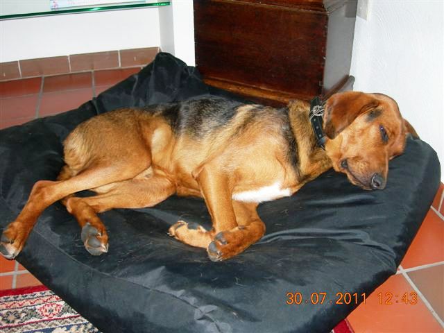 Imbir 30.07.2011.JPG