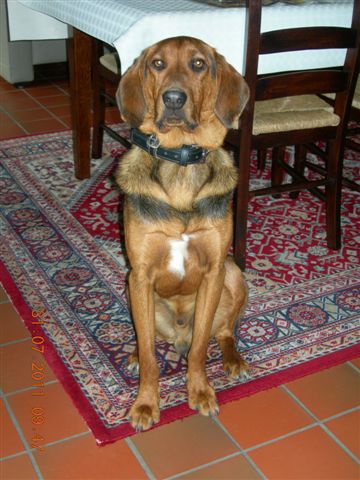 Imbir 30.07.2011 2.JPG