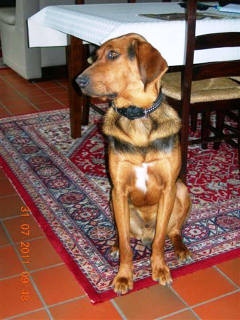 Imbir 30.07.2011 3.JPG