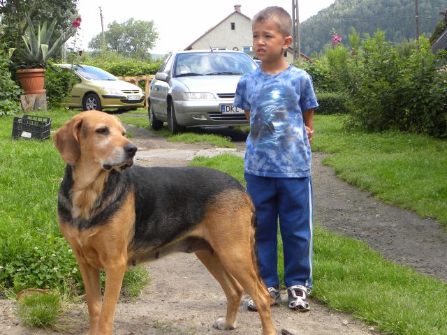 Ale żeby serial jednak zakończył się happy endem to teraz z innej beczki. Axana i poniekąt pierworodny Ignaś. I gdy inne szczenięta (z wyjątkiej Artei) odchodziły to Ignaś był zawsze. I ja nie wiem czy ona tego ucha nie pilnowała dla niego.