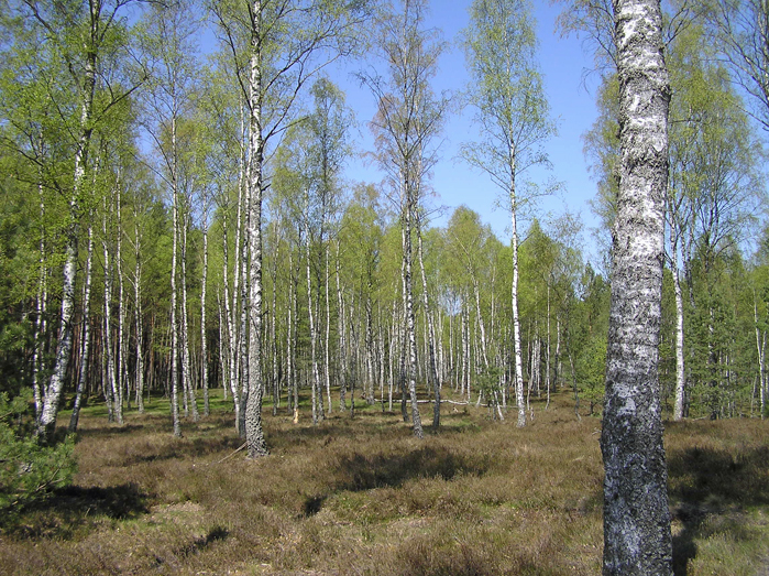 efekt majówki w 2007