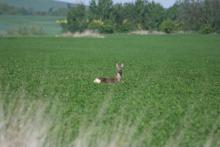 maj 2009 094.jpg