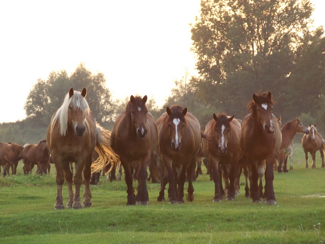 DSCF1154.JPG
