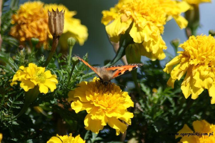 Tarasowy motyl.