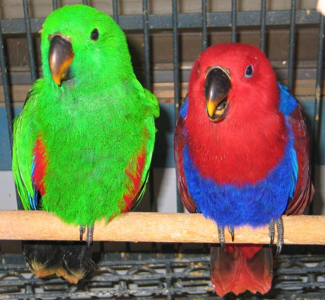 eclectus2m2.jpg