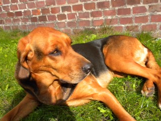 Orka