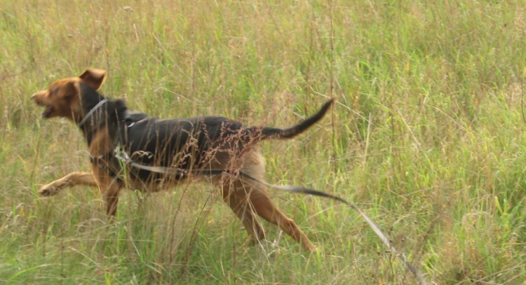 Iskra trawy wrzesień 2011 002.jpg