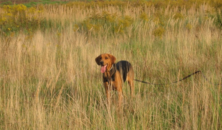 Iskra trawy wrzesień 2011 014.jpg