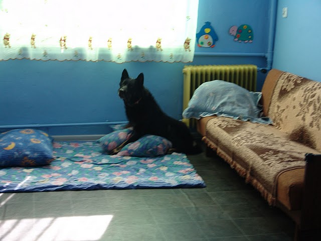 psi pokój u Ajlii.JPG