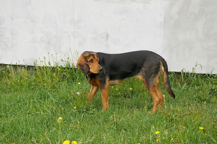 Nuta