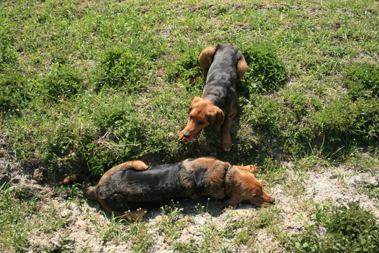 wielkanoc_2009 023.jpg