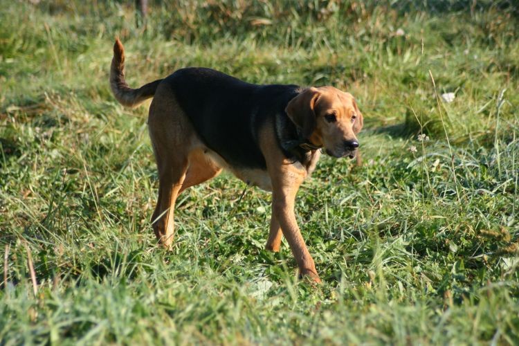 Diunka dostojnie.