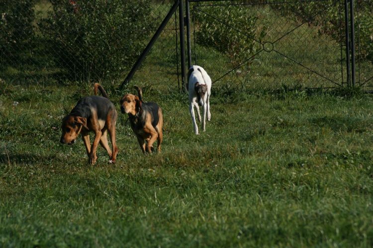 Polski dwór z polskimi psami!