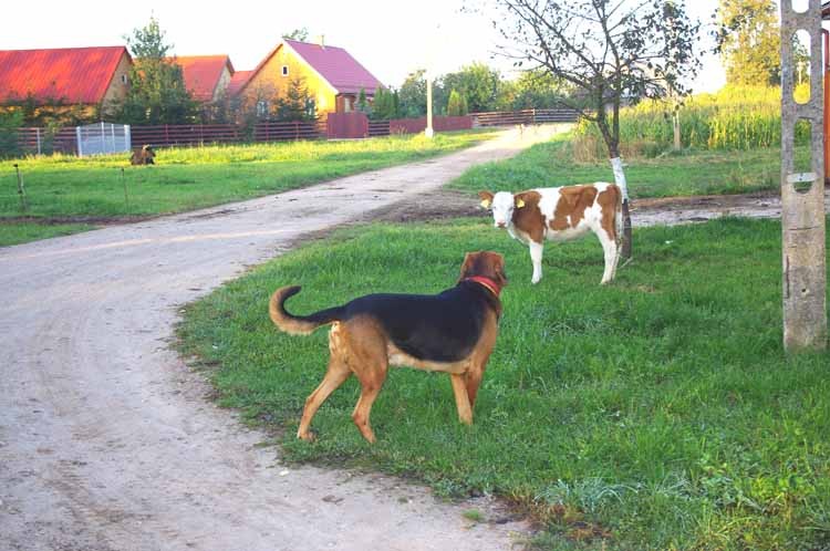 Potem byłem w Żłobinie, w fabryce mleka