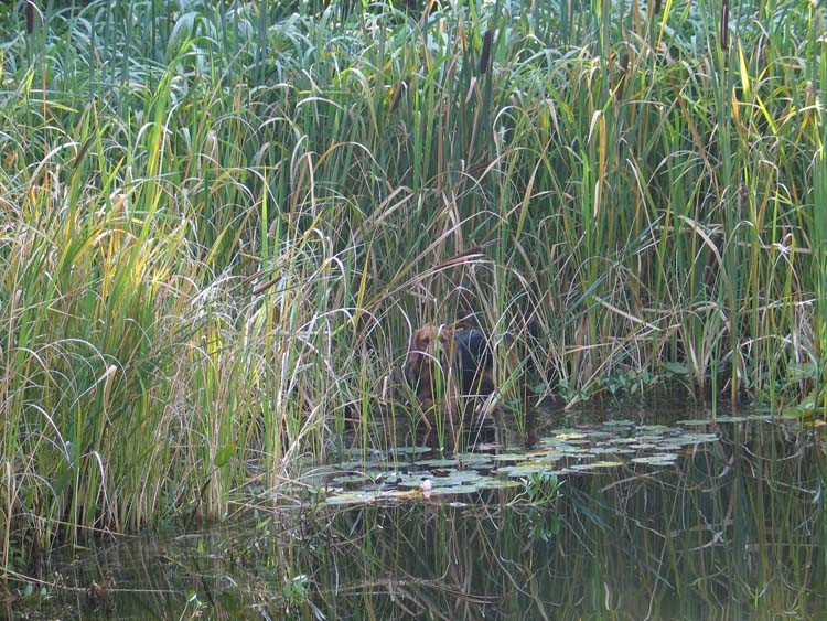 Kraska w szuwarach