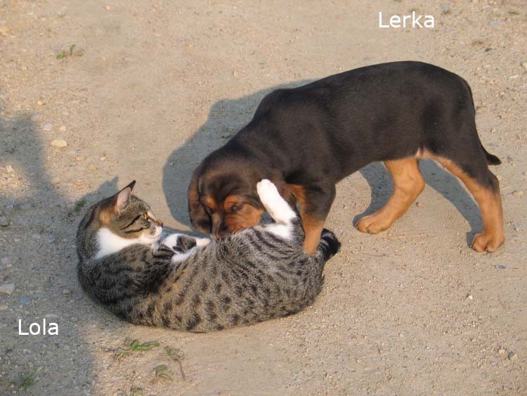 Pierwsza zdobycz Lerki