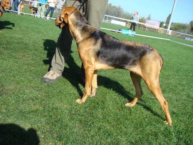 Harfa