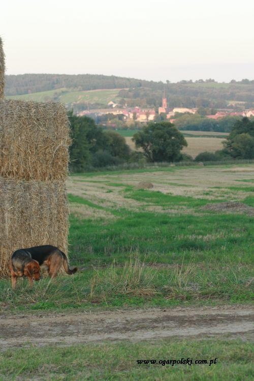WRZESIEŃ 131.jpg