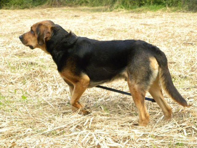 Pachnie świeżym sianem pokos pysznych traw