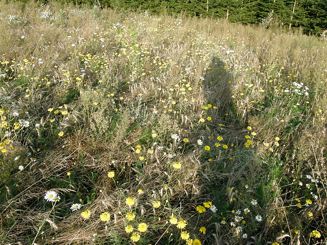 P1010005.JPG