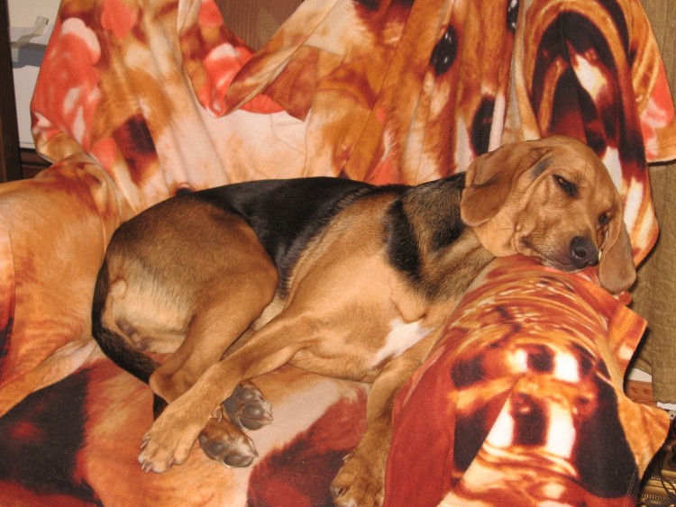 spanko 002.jpg