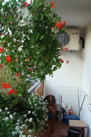 DSC08682.JPG