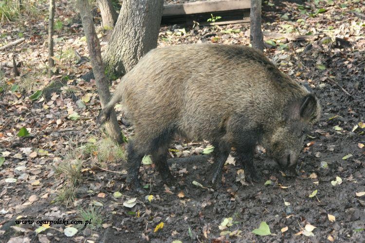 Ten mniejszy dziczek.